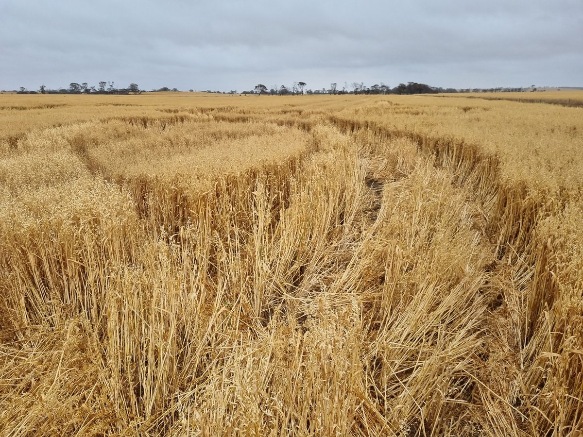 LeonCla28708846's tweet image. Wake up to find some barstards have cut the hell out of our oats.... to say I am angry is an understatement. Drone photos to come 😡😡😡