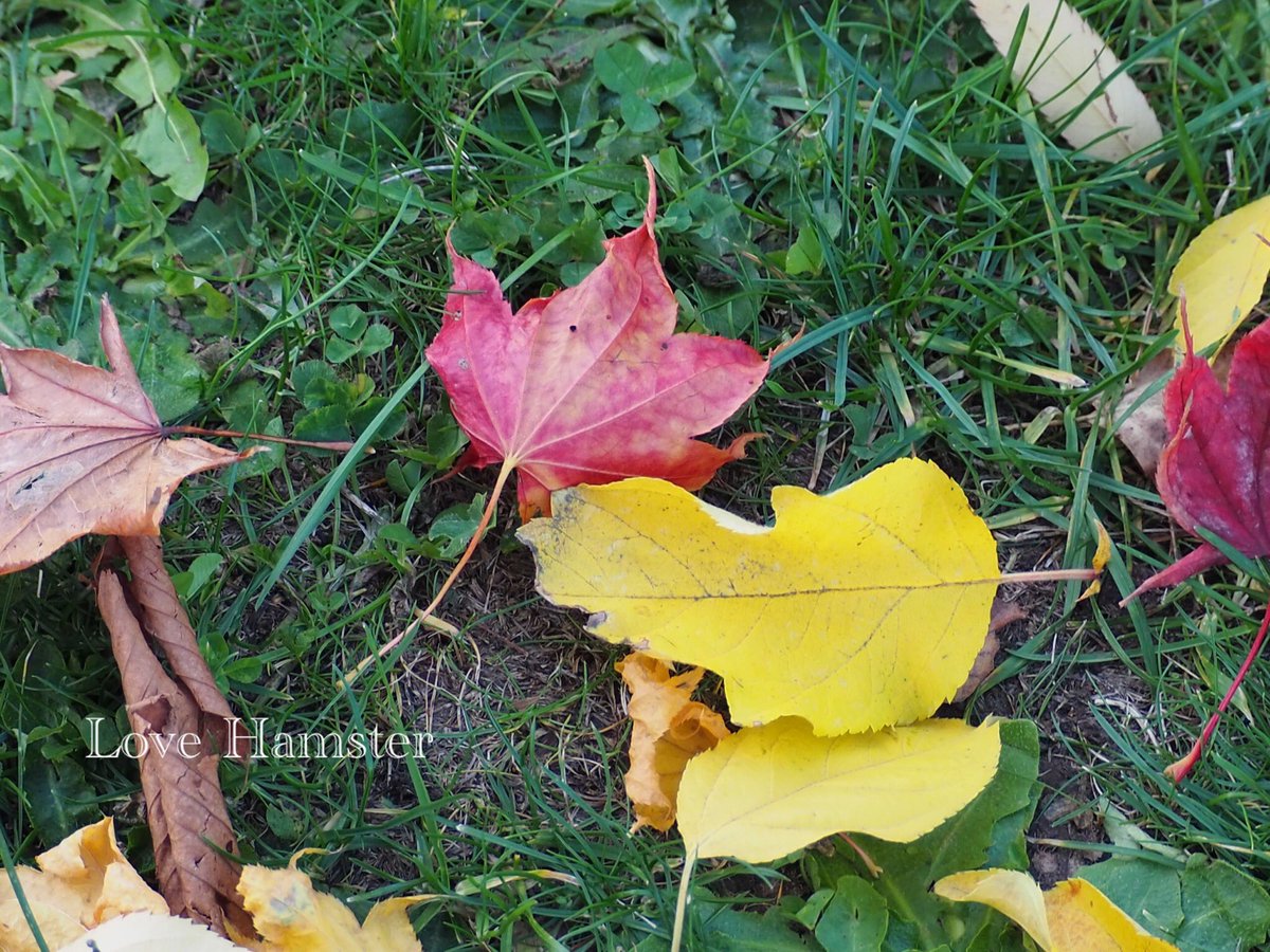hamster_snow's tweet photo. ⌘ お は よ う ご ざ い ま す ⌘

🍁誰かがデザインしたかのような配色でした🍁

 #キリトリセカイ #写真好きな人と繋がりたい #カメラ好きな人と繫がりたい #北海道  #紅葉  #Japan #Hokkaido https://t.co/ke1xwuwVuS