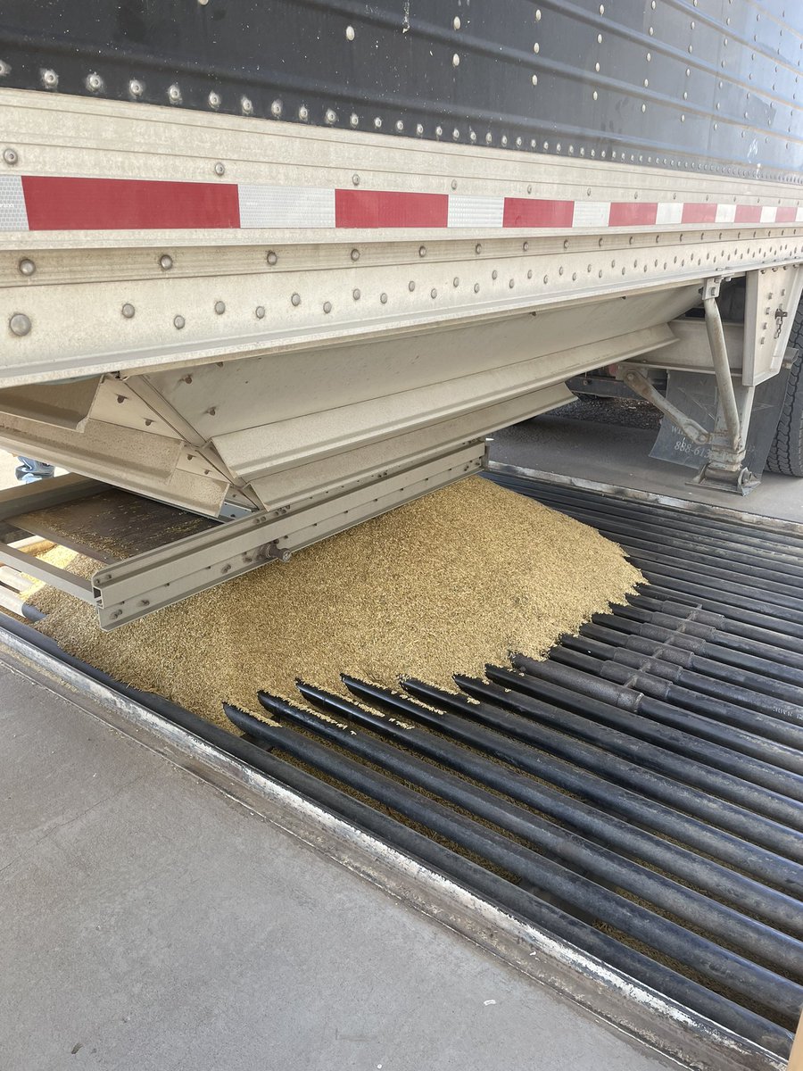ECSeeds's tweet photo. Time to clean some Malt Barley tonight. #makingbeer #maltbarley https://t.co/PcvTElkrSA