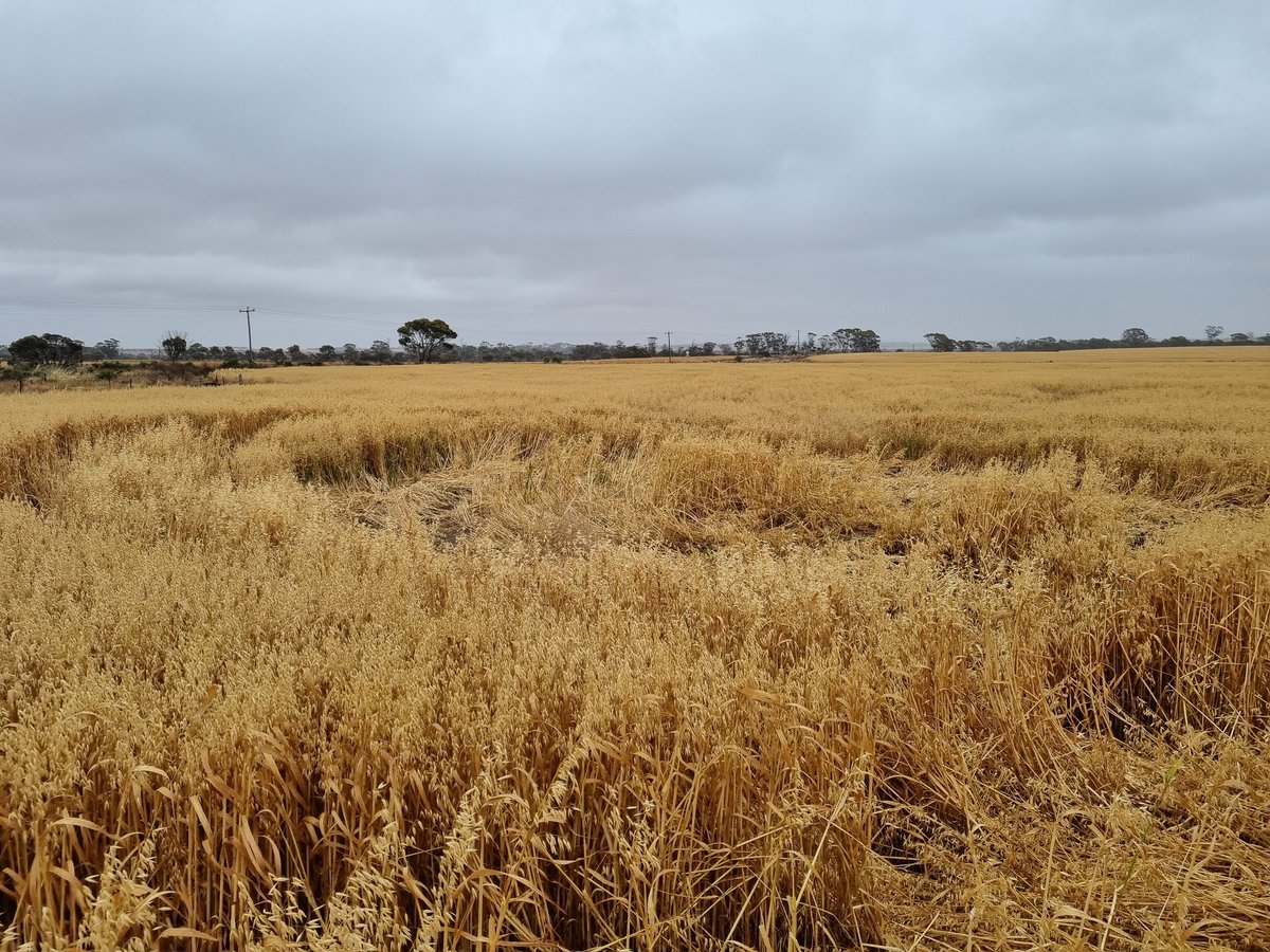 LeonCla28708846's tweet image. Wake up to find some barstards have cut the hell out of our oats.... to say I am angry is an understatement. Drone photos to come 😡😡😡