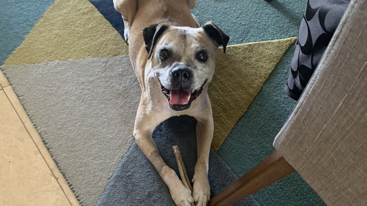 LCALrescue's tweet image. Why Adopt a Senior Dog?
You can be a hero. Give an older #dog a chance to live out their life with dignity and love. 
#adoptme 
Visit LastChanceAtLife.org 
1/