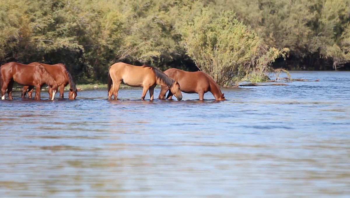 megannewsham7's tweet photo. Each winter SRP lowers the water level of the Salt River to provide water and power to over two million Arizonans. However this is effecting the food supply for the wild horses that live on the Salt River. Tune into @arizonapbs tonight at 5:30 to check out my story. @cronkitenews https://t.co/Ok50Lbgdiv