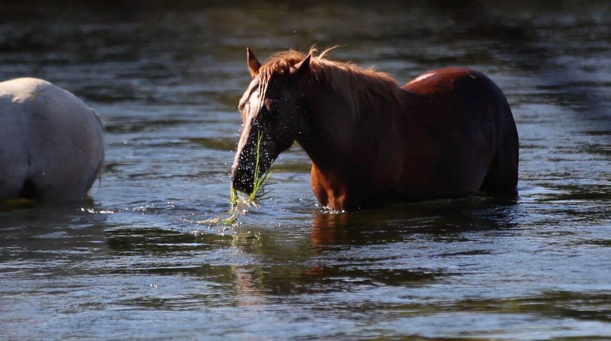 megannewsham7's tweet photo. Each winter SRP lowers the water level of the Salt River to provide water and power to over two million Arizonans. However this is effecting the food supply for the wild horses that live on the Salt River. Tune into @arizonapbs tonight at 5:30 to check out my story. @cronkitenews https://t.co/Ok50Lbgdiv