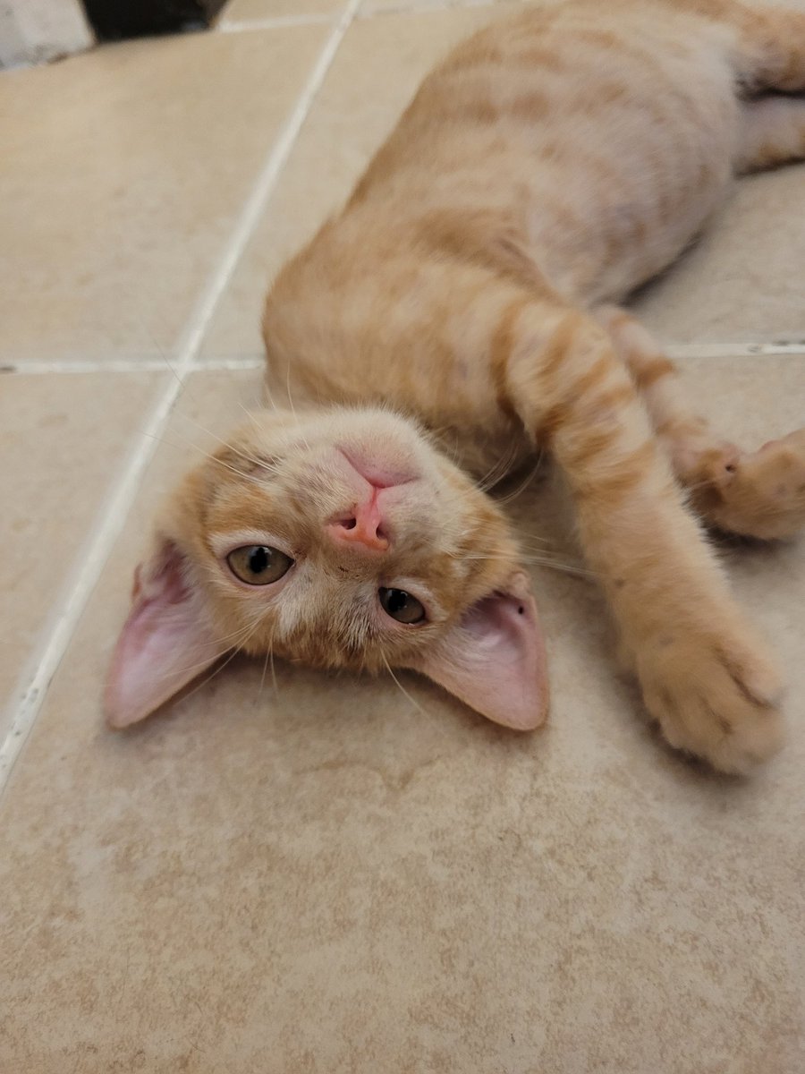 catsofthemetro's tweet photo. I need to be cuter to get a bigger breakfast portion.
#meowed #catsofistagram #catsoffacebook #CatsOfTwitter https://t.co/2wr2BOpCba