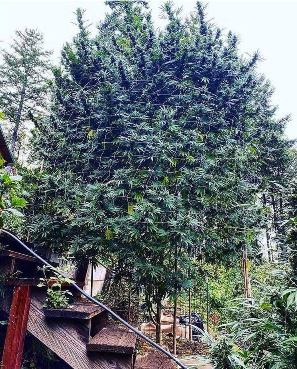 cannabishub's tweet photo. Wow, talk about an absolute unit! https://t.co/MULe2xFSdH