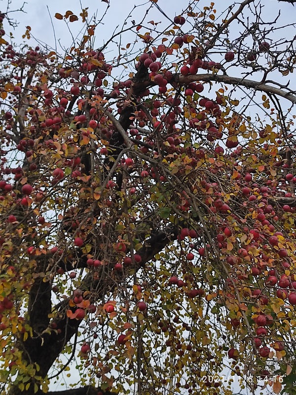 ArboretumLive's tweet photo. MERI DE SOIURI VECHI 
Copacii de MĂR din n-au fost niciodată curățiți, nemaivorbind de stropit cu ceva chimie. In fiecare an, rodește abundent doar unul din ei. Restul se odihnesc... https://t.co/ws0DNzw6UJ