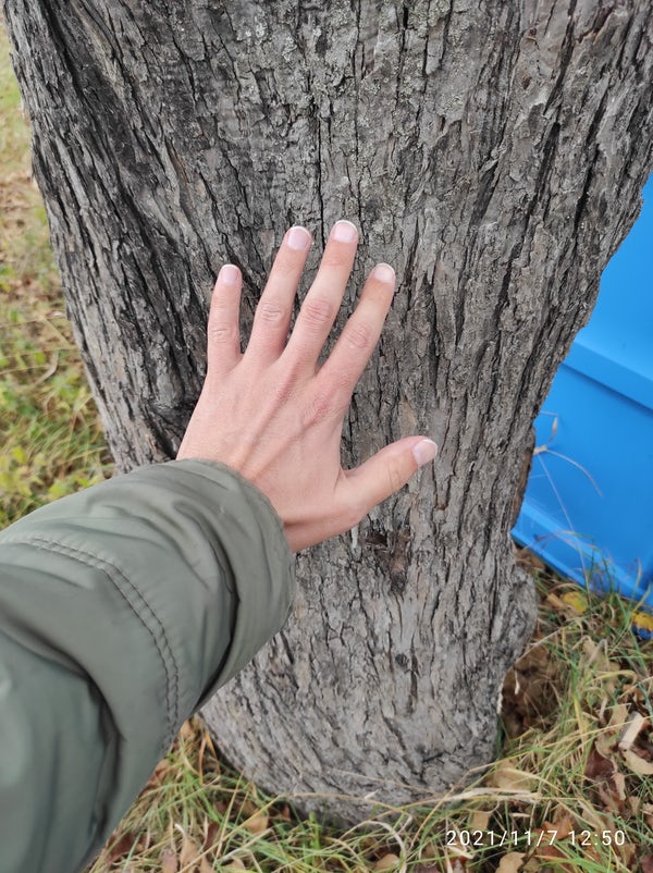 ArboretumLive's tweet photo. MERI DE SOIURI VECHI 
Copacii de MĂR din n-au fost niciodată curățiți, nemaivorbind de stropit cu ceva chimie. In fiecare an, rodește abundent doar unul din ei. Restul se odihnesc... https://t.co/ws0DNzw6UJ