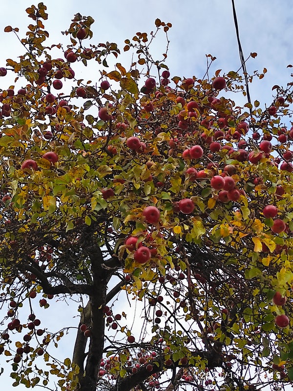 ArboretumLive's tweet photo. MERI DE SOIURI VECHI 
Copacii de MĂR din n-au fost niciodată curățiți, nemaivorbind de stropit cu ceva chimie. In fiecare an, rodește abundent doar unul din ei. Restul se odihnesc... https://t.co/ws0DNzw6UJ