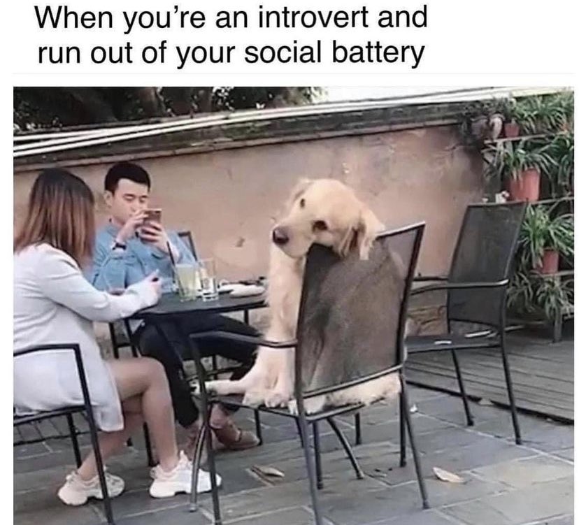 WholesomeMemes (@wholesomememe) on Twitter photo 