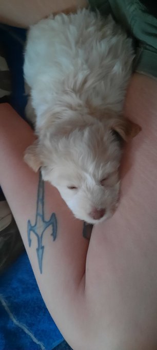 Meet Caval my new #maltipoo puppy he is so tiny and so cute!

#puppy #poodle #maltese #cute #cutebaby