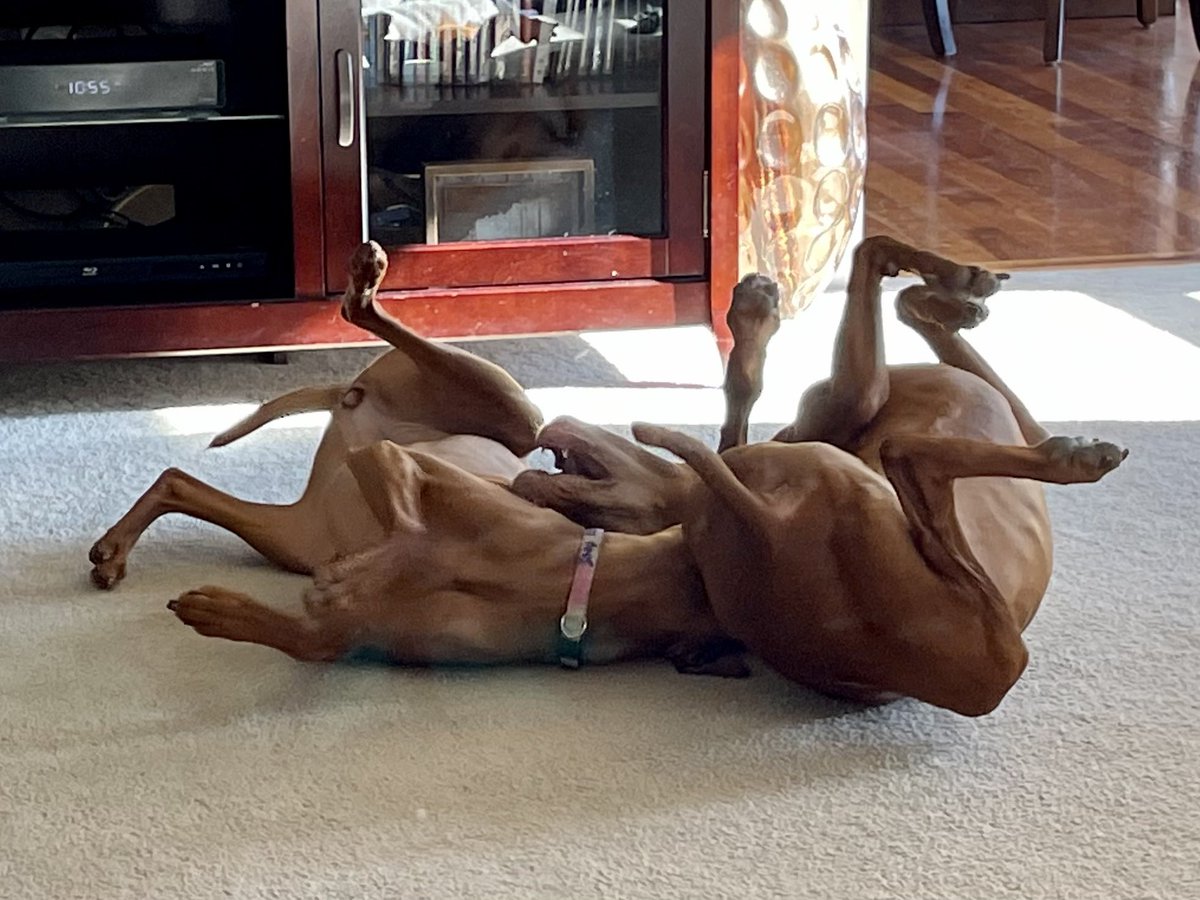BluegrassBrooks's tweet photo. @DanaPerino #zoeyV and #ohHank say get ready for some fun times! Hank is 8.5 years old and Zoey is 11 months. They have a blast together! #classicvizsas https://t.co/YxjAe5TlDs