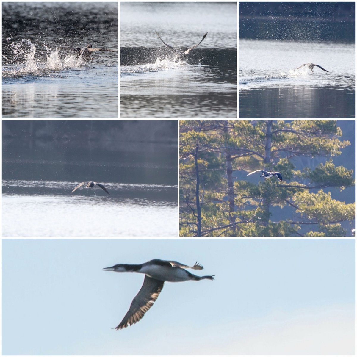 KFlanaganphotos's tweet photo. Thrilled that I went down to the dock when I did. Juvenile loon showed up a short distance out and made an attempt to fly, failed and tried again. Success! So much joy in my heart! I high-fived the air, lol. What a privilege to witness.  Goodbye little one, safe travels.❤ https://t.co/tfJmP8JHG7