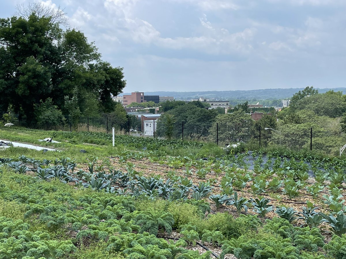 VOLUNTEER OPPORTUNITY! This Thursday from 10:30AM-1PM we are looking for 6-8 individuals to help out for a neighborhood cleanup around our Urban Farm in Troy. Make an impact and beautify our community (before it’s covered in snow). Sign up by emailing volunteer@capitalroots.org.