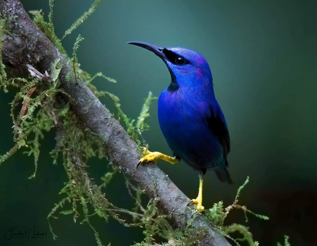 BirdExpeditions's tweet photo. Shinning Honeycreeper
Costa Rica, 2021.

Freddy Madrigal, CITM. (Certified International Tour Manager).
Nature-Adventure-Beach- Sightseeing / Wildlife Photo Expeditions
Costa Rica / Colombia / Peru / Ecuador
Contact us: photo@freddymadrigal.com. https://t.co/3QtUgdQX4F