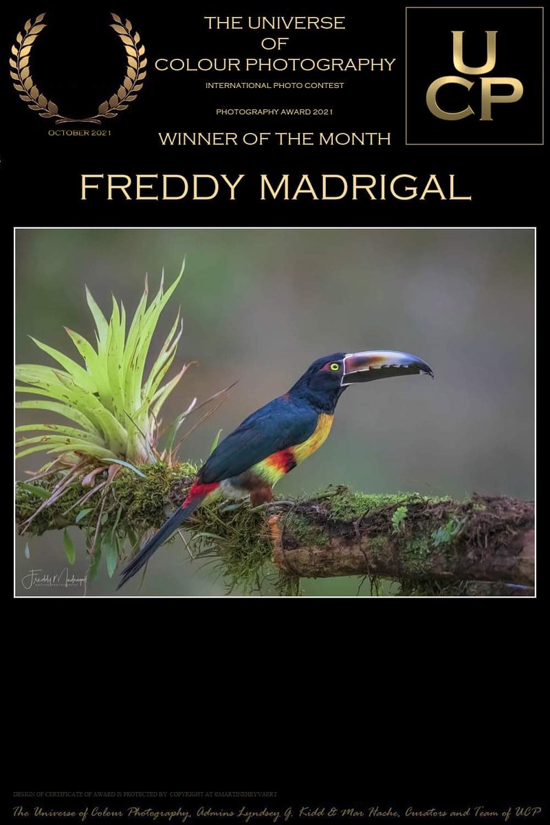 BirdExpeditions's tweet photo. Yellow- throated Toucan.
Costa Rica, 2021.

Freddy Madrigal, CITM. (Certified International Tour Manager).
Nature-Adventure-Beach- Sightseeing / Wildlife Photo Expeditions
Costa Rica / Colombia / Peru / Ecuador
Contact us: photo@freddymadrigal.com. https://t.co/1rgV3fIzf7 https://t.co/YInqiLNBun
