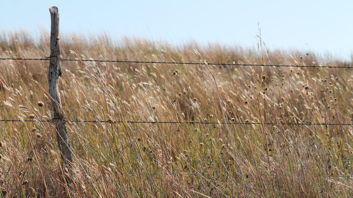beef_educator's tweet photo. The USDA Risk Management Agency recently announced that it has moved the sign up deadline to Dec1 for Pasture Rangeland Forage Insurance. Producers can insure their land for either grazing or for haying.
Read or listen (~23min) for more at https://t.co/za9ebYEV1f
#prfinsurance https://t.co/MnkcIjSkag