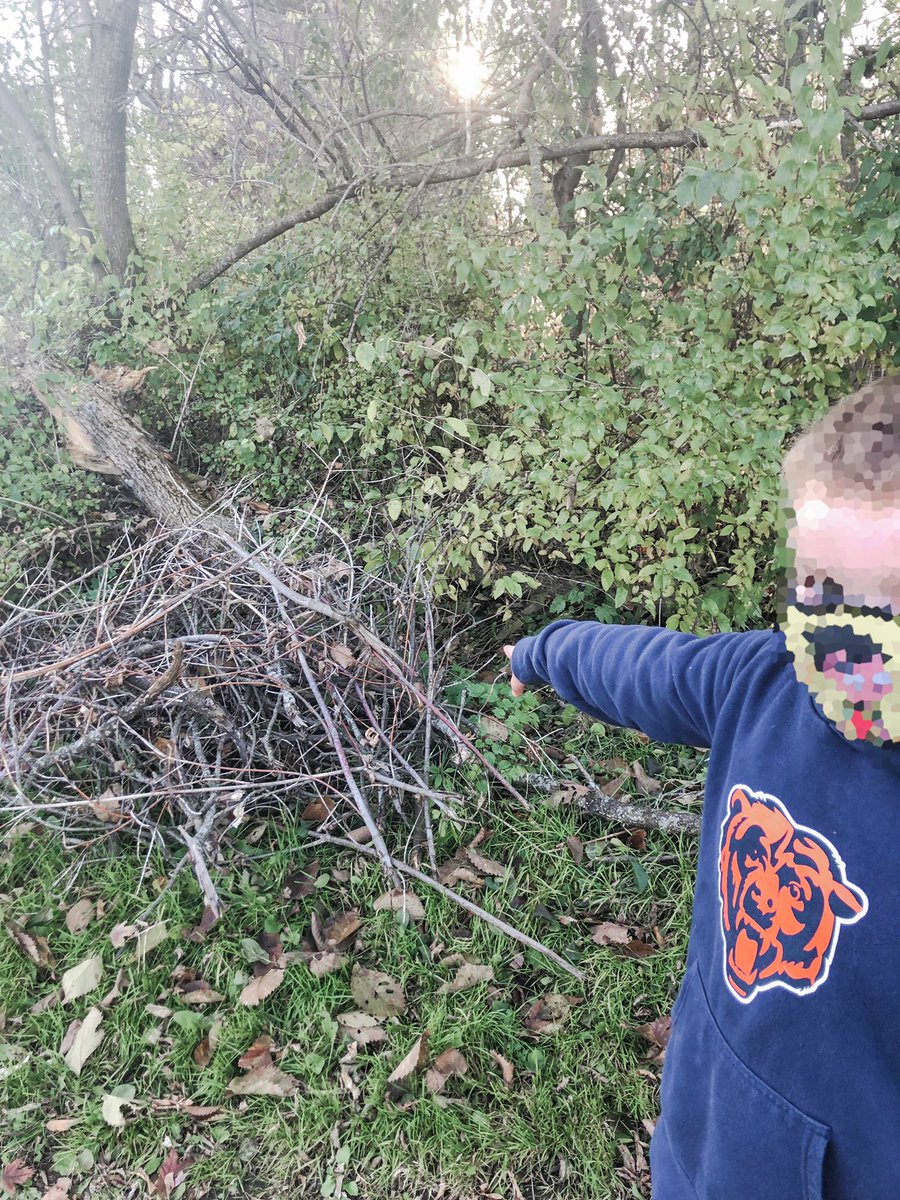 Ms_Maguire_'s tweet photo. This afternoon we went looking for evidence of living things near our school. We found lots! #science #livingthings #outdooreducation #grade1 https://t.co/JNZUl8vpda