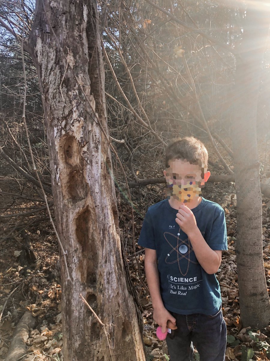 Ms_Maguire_'s tweet photo. This afternoon we went looking for evidence of living things near our school. We found lots! #science #livingthings #outdooreducation #grade1 https://t.co/JNZUl8vpda