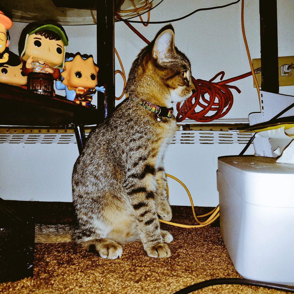 EMDO01944396's tweet photo. Lil Cheetah https://t.co/FqmG8sJeqW
