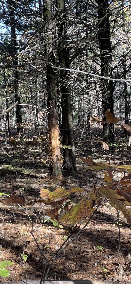 masterhunterc's tweet photo. When the buck you’re hunting shows off his landscaping skills and puts a cedar mulch pile under a tree! #archeryhunter #whitetailhunter #bucksign https://t.co/G43BvuVaTP