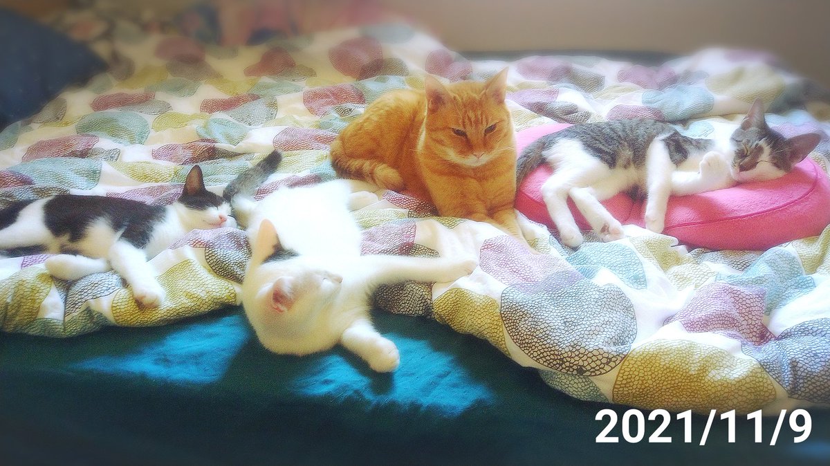 cats22222's tweet photo. 神ショットキター(ﾟ∀ﾟ*)

#保護猫コロ助君
#茶トラ
#小梅ファイブ
#里親募集
#猫
#子猫
#鳥取県
#animalsaver https://t.co/AOcKhCjrGs