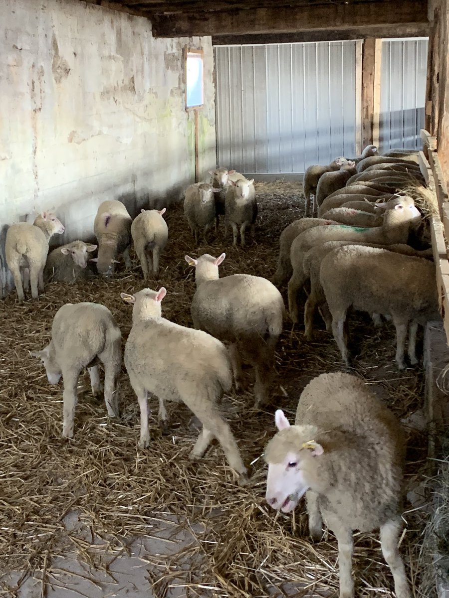 Everybody is settling in nice in they new home and thanks to <a href="/schill_ryan/">Shepherd Ryan</a> and <a href="/circlerlamb/">Romy Schill</a> for the excellent lambs