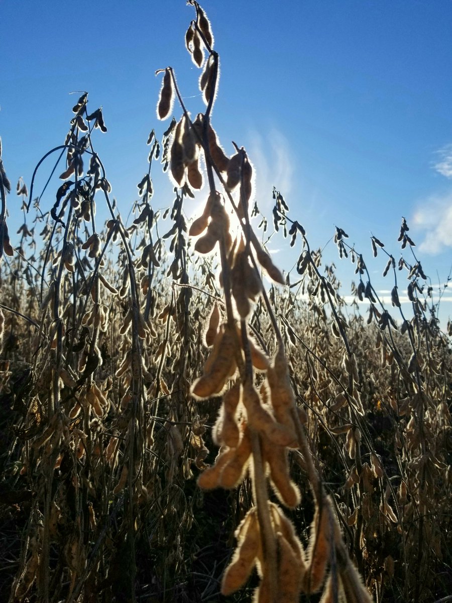 russell_wolf's tweet image. Had time to catch a shot on our last day of 2021 #soybean harvest! #mosoy #missouri #farming #USB #BlessedAndGrateful
