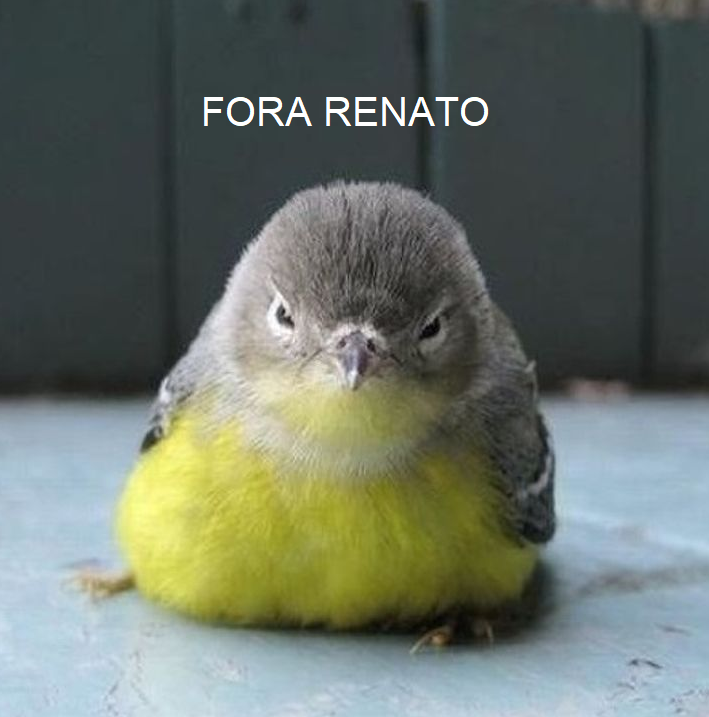 animaizinhos flamenguistas (@flanimais) on Twitter photo 