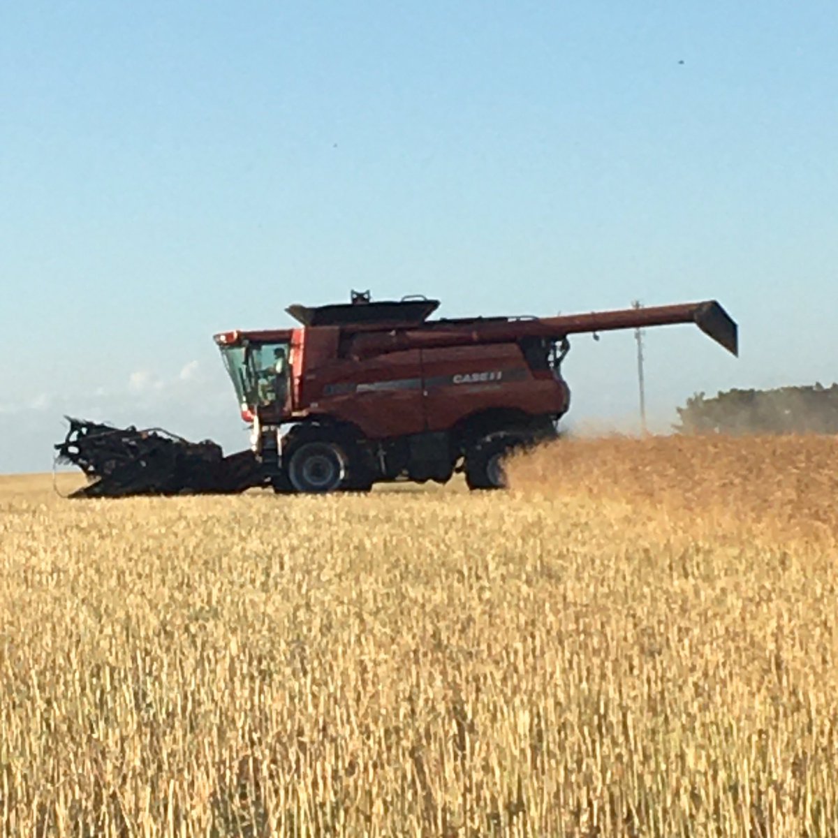 Rapeseed harvest 👌