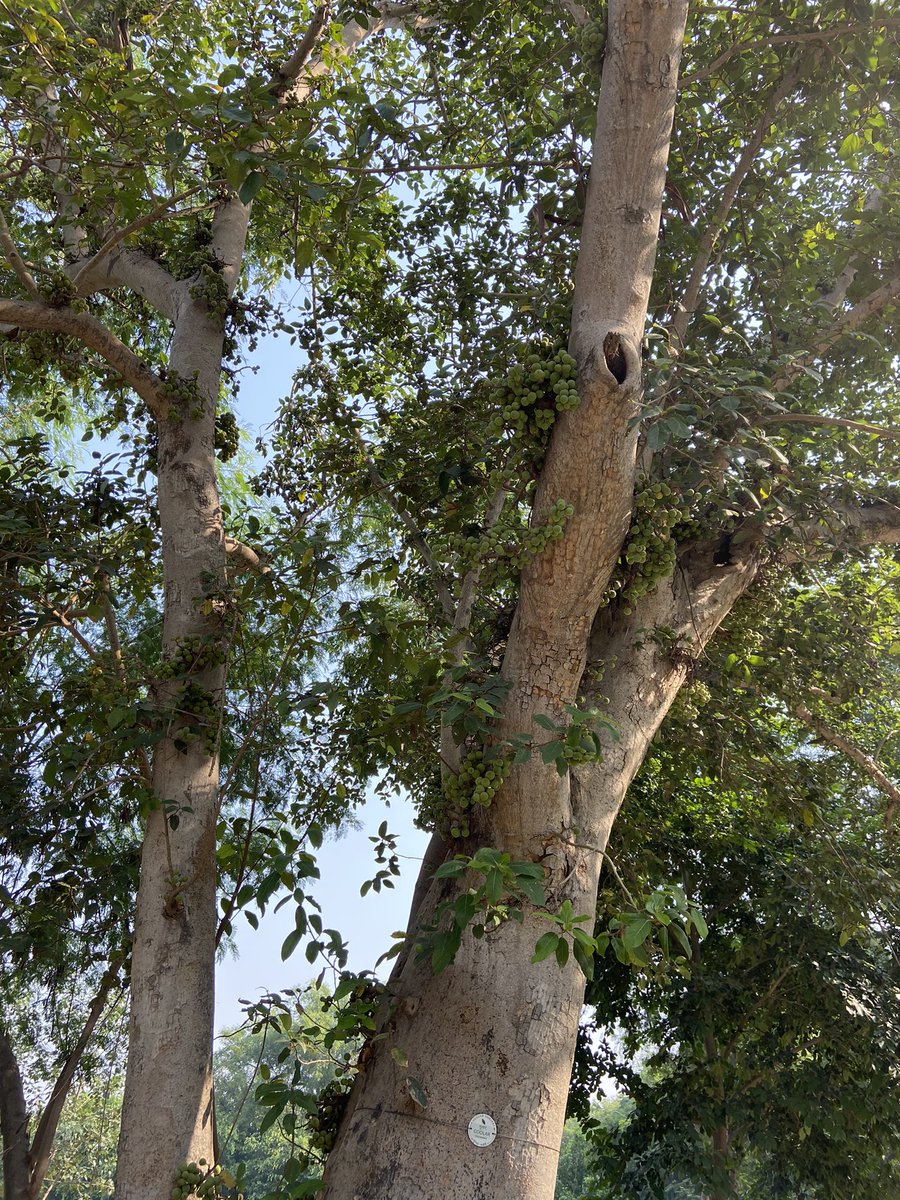 Lavendermist15's tweet photo. For #thicktrunktuesday I have images of this #Goolar tree (Ficus racemosa) from @sundernursery 🌳 (before the Delhi air turned bad!)
Have a good day dear friends 💫
@arborsmarty @keeper_of_books @mathilebrandts https://t.co/WSYYdnFyKX