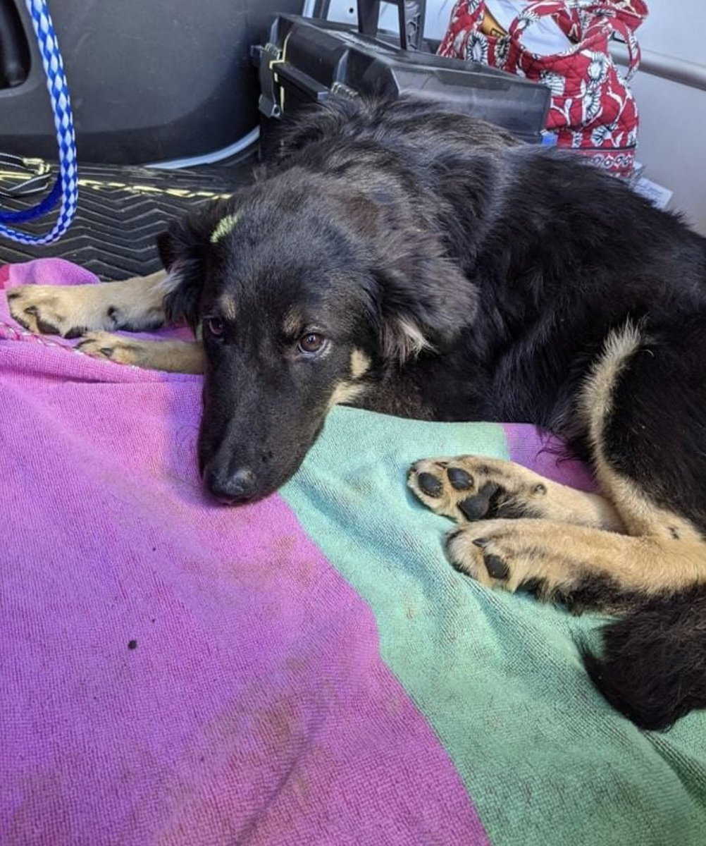 reddogsusie's tweet photo. KEVIN IS SAFE❤️🎉
Thanks to Tails of Hope Dog Rescue-see freedom pic🥰
Pledges/donations to:
PayPal: Tailsofhopedr@yahoo.com
Web: https://t.co/LO9leUuwmI
Venmo: @tailsofhopedogrescue
Mail:Tails of Hope Dog Rescue PO Box30246 MEMPHIS TN38118
PLS REF: #MASA9224 Kevin
TYSM 2all 🤗 https://t.co/YTegZbGfRY