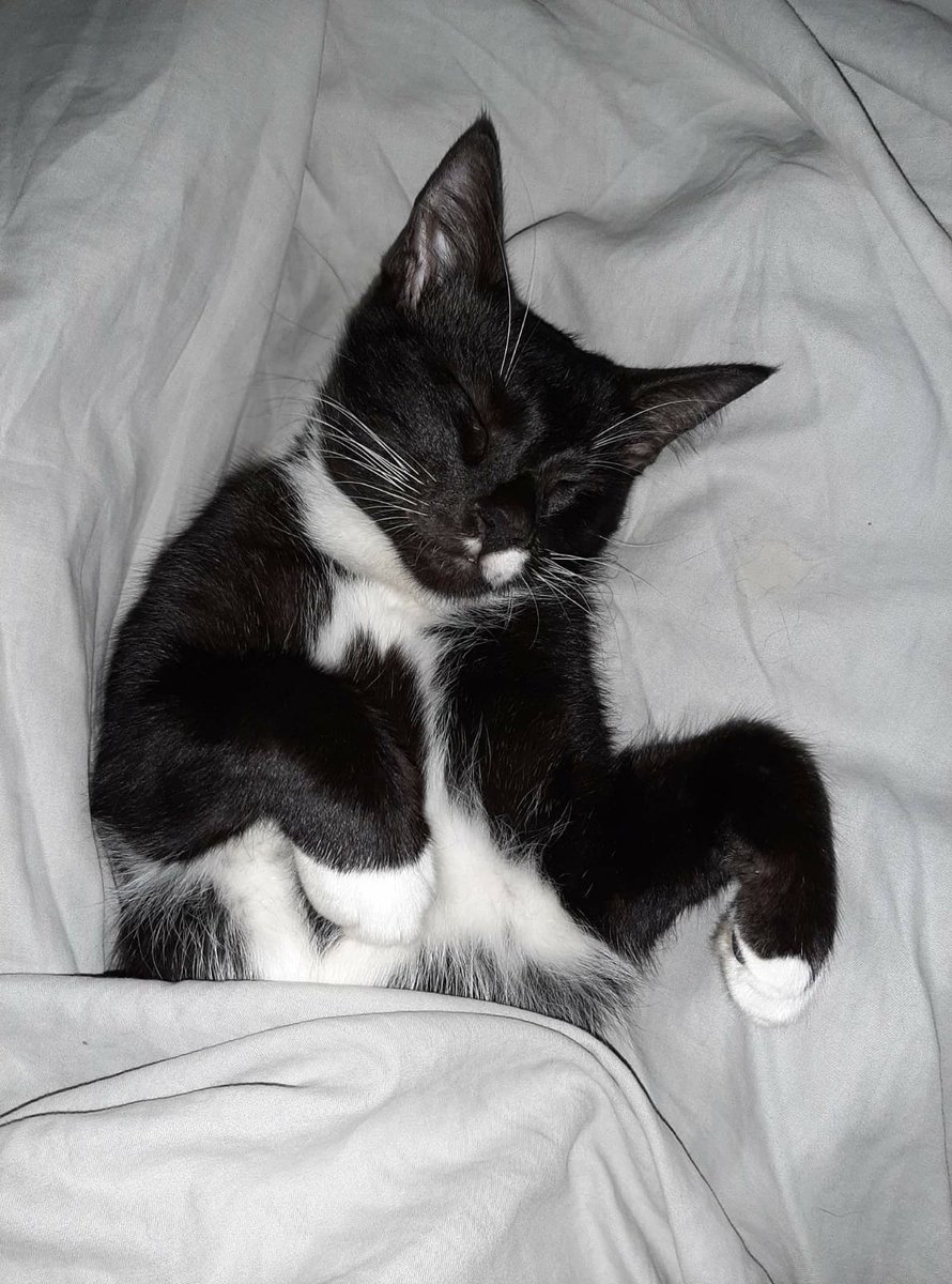 arsdevia's tweet image. Hai, namaku Pio.. 

#kucing #SetorFotoPio #komik