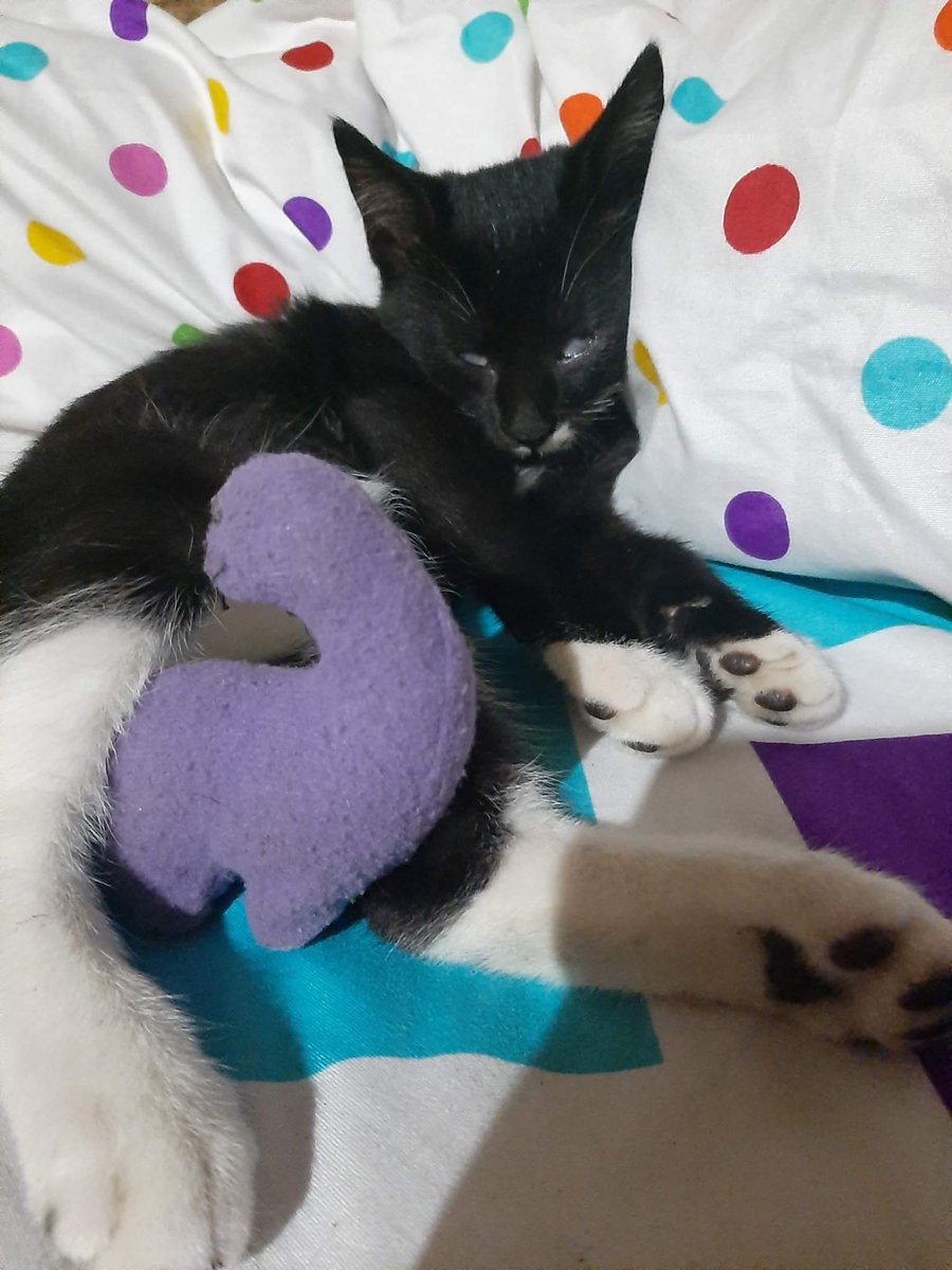 arsdevia's tweet image. Hai, namaku Pio.. 

#kucing #SetorFotoPio #komik