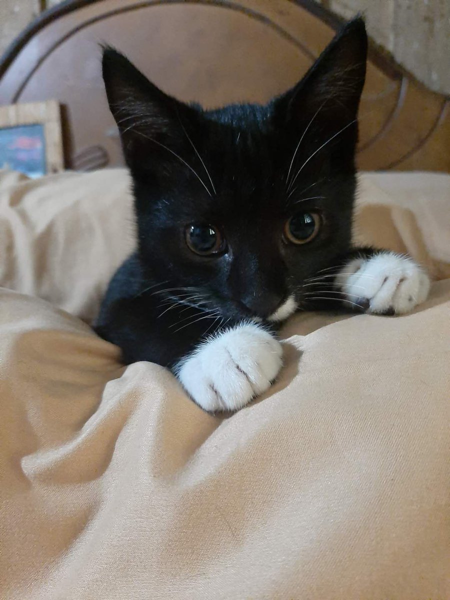 arsdevia's tweet image. Hai, namaku Pio.. 

#kucing #SetorFotoPio #komik