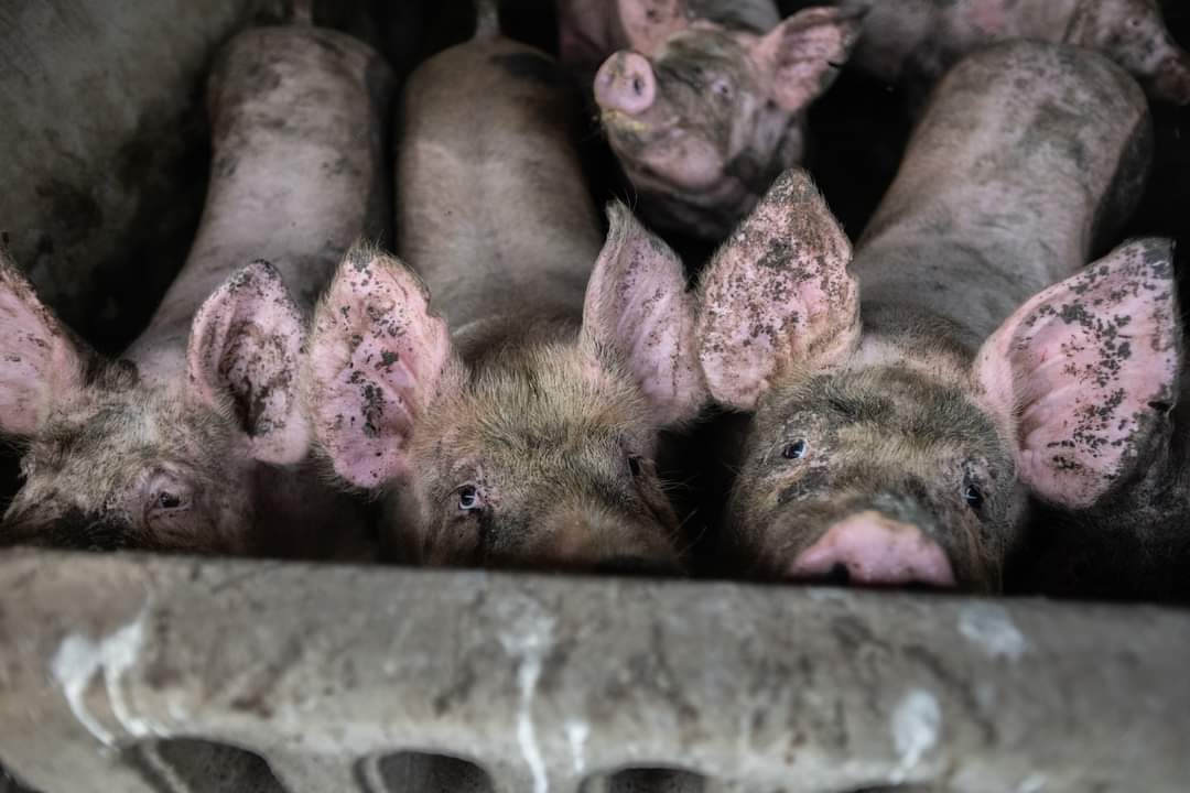 SchmitterCecile's tweet photo. (4)

It is not a coincidence that the main cause of global warming is meat eating. And many of the leading health problems in our world are also derived from meat eating. So meat eating is cruelty to animals. https://t.co/WK7nYgY12P