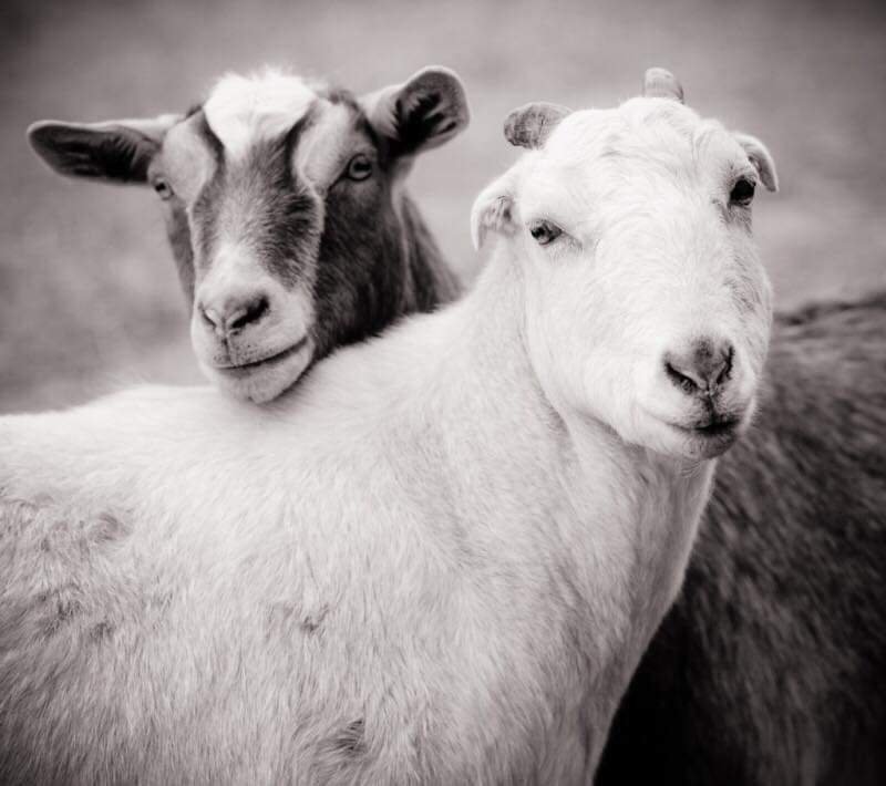 SchmitterCecile's tweet photo. (5)
Meat eating is cruelty to our well-being. Meat eating is cruelty to our children’s well¬being. Meat eating is cruelty to the planet. Be vegan, and we will never have to suffer many of these kinds of consequences ever, ever again. https://t.co/ircf7cfzk9