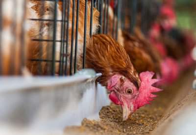 SchmitterCecile's tweet photo. (5)
Meat eating is cruelty to our well-being. Meat eating is cruelty to our children’s well¬being. Meat eating is cruelty to the planet. Be vegan, and we will never have to suffer many of these kinds of consequences ever, ever again. https://t.co/ircf7cfzk9