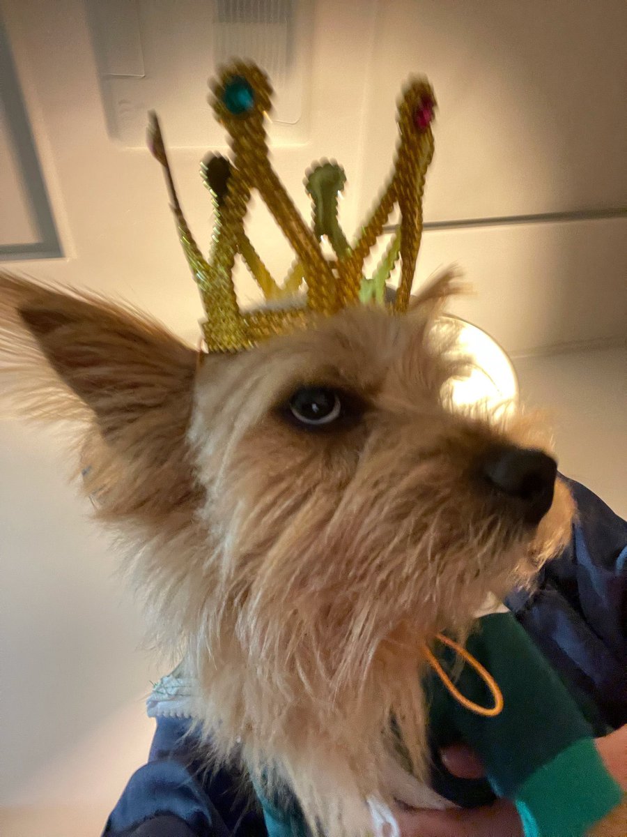 boohyunn's tweet photo. he’s a king https://t.co/u036Jp76yv