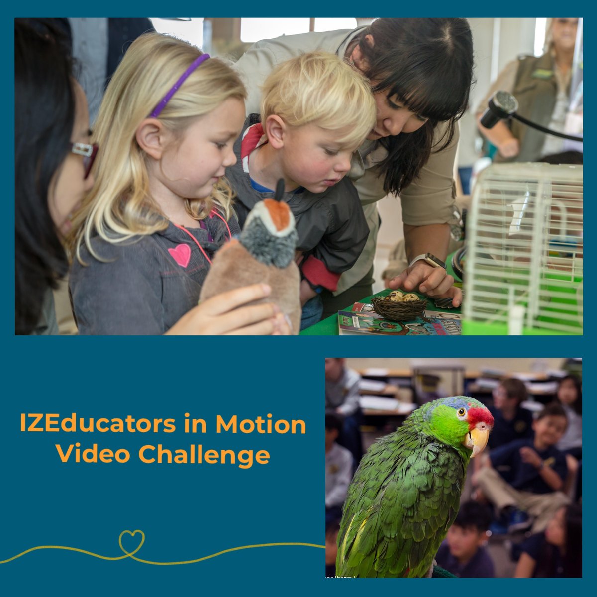 EducatorsIz's tweet photo. Hello educators! 
Show your support of IZE Day by sending us a video featuring YOU! See comment section for details

Email it to us: IZEChallenge@gmail.com 
and we'll feature you as part of our IZE Day celebration!

#ize 
#zooaquariumeducators 
#izeducators 
#izeday 
#izeday2021 https://t.co/c7OxfH4s7I