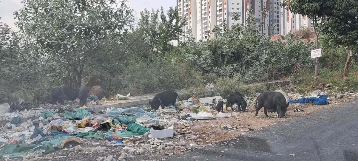 sudhakr's tweet photo. Dear @ZC_SLP @GHMCOnline 

We have been escalating and reopepning these tickets again and again...but Mr Jalandhar Reddy is closing them with out any action. Public sanitization is very poor in TNGO colony area. Pigs and dogs are on high rise due to this. How can we escalate this https://t.co/8HyU9cqkQ2