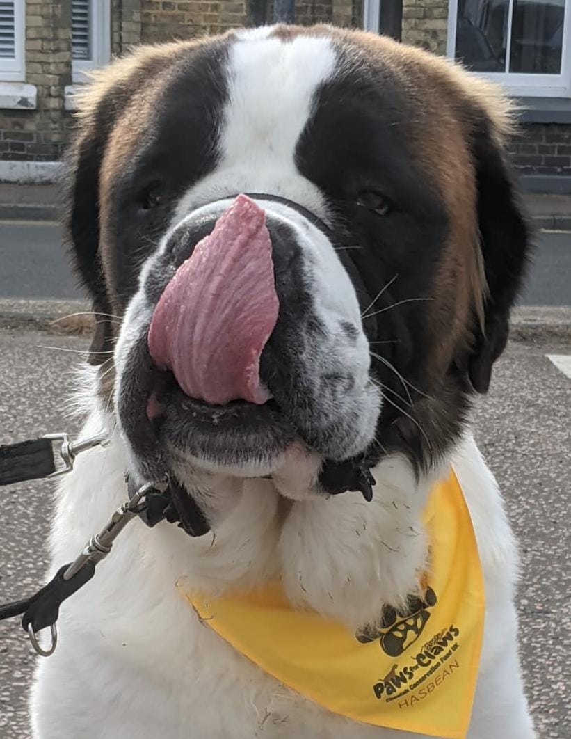CCFCheetahUK's tweet photo. #PawsforClaws was a huge success - TQ to our awesome sponsors @FormaraPrint @DSColour @hasbean & @PetsLoveFresh, and to all participants and pups!
Here's the winners of our photo comp ⬇️ our top fundraisers were Ivy (£530), Ethan (£154.88) & Shrewsbury Coffeehouse (£300) 👏 https://t.co/dBWOLgdIDd