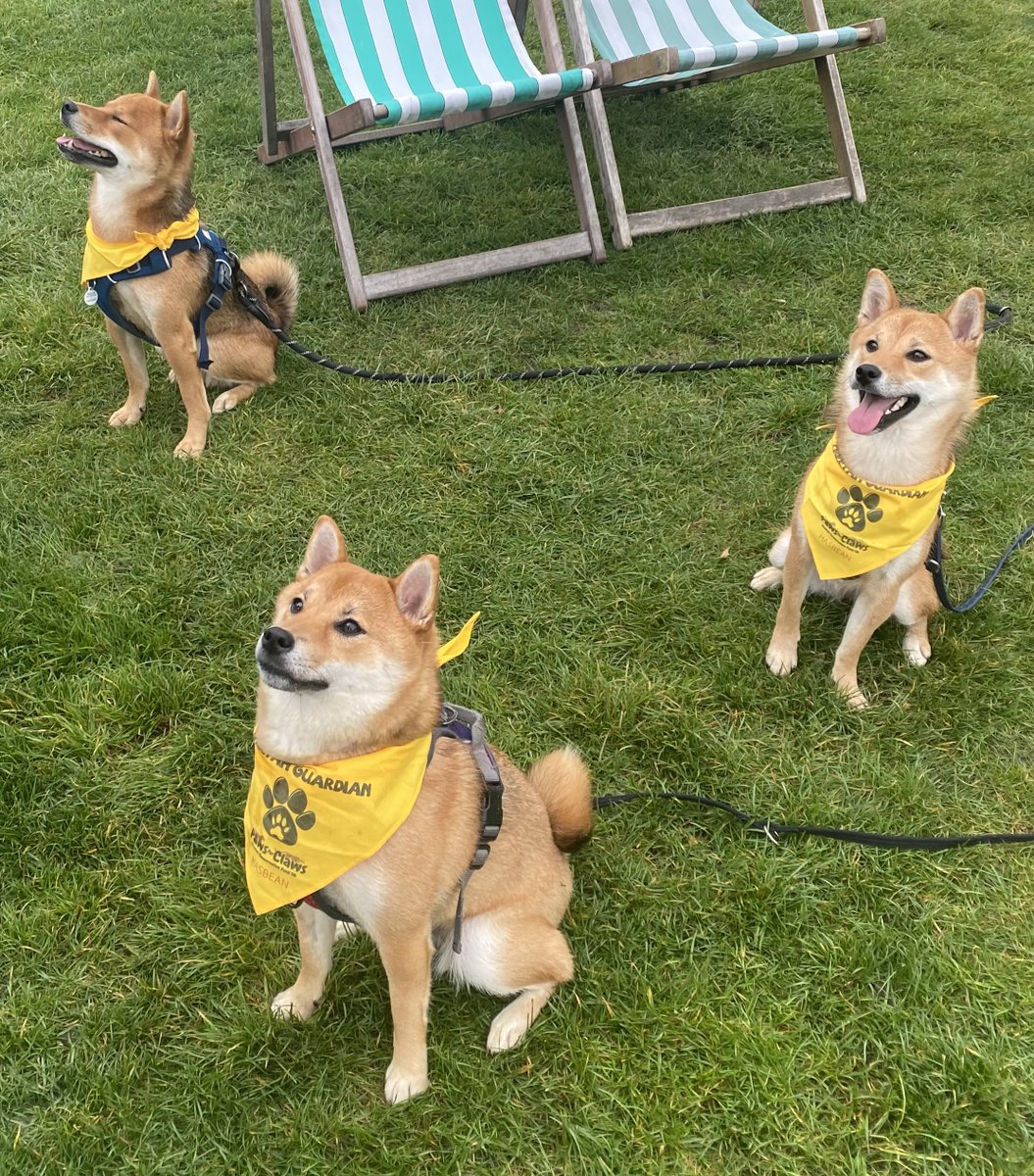 CCFCheetahUK's tweet photo. #PawsforClaws was a huge success - TQ to our awesome sponsors @FormaraPrint @DSColour @hasbean & @PetsLoveFresh, and to all participants and pups!
Here's the winners of our photo comp ⬇️ our top fundraisers were Ivy (£530), Ethan (£154.88) & Shrewsbury Coffeehouse (£300) 👏 https://t.co/dBWOLgdIDd