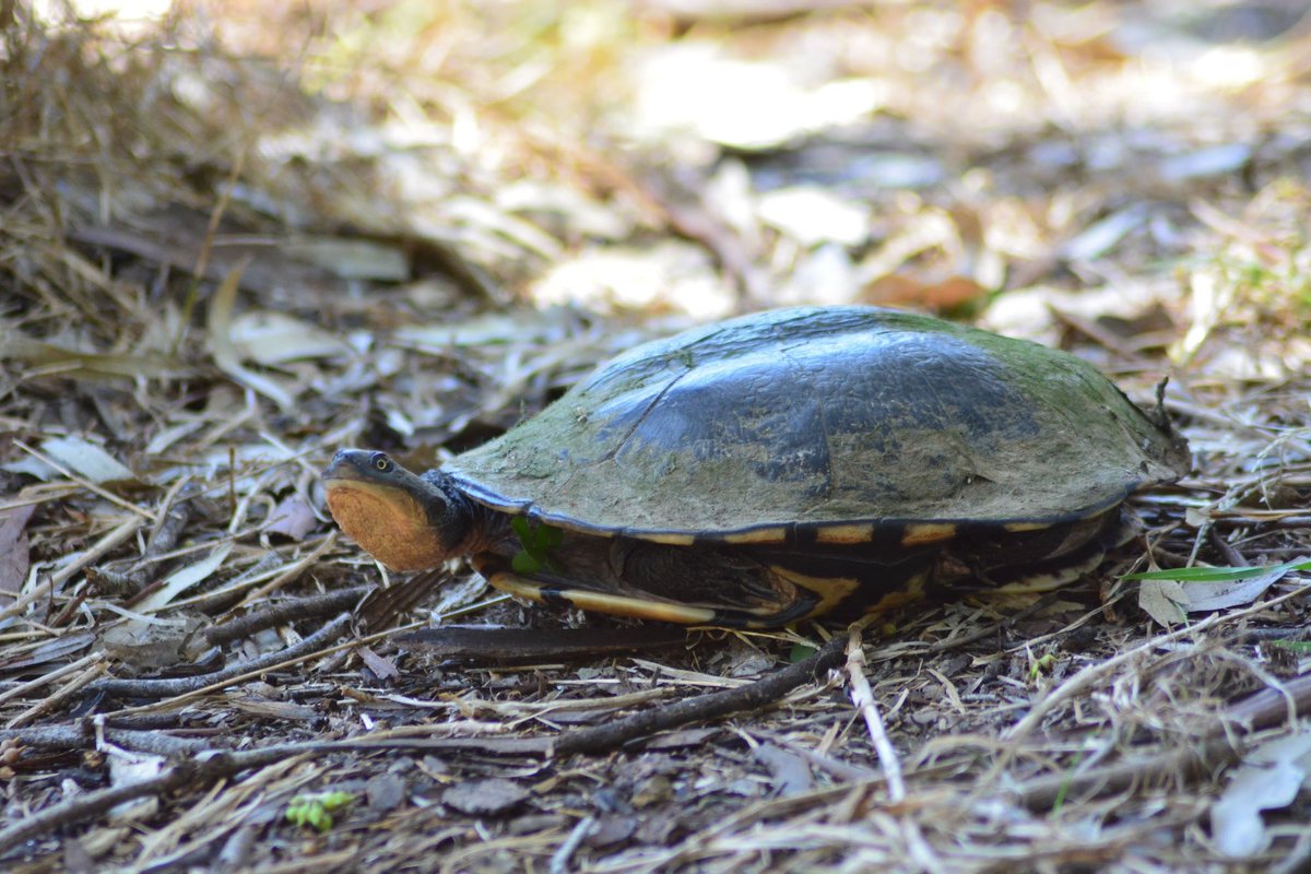 Melbourne Water tweet media