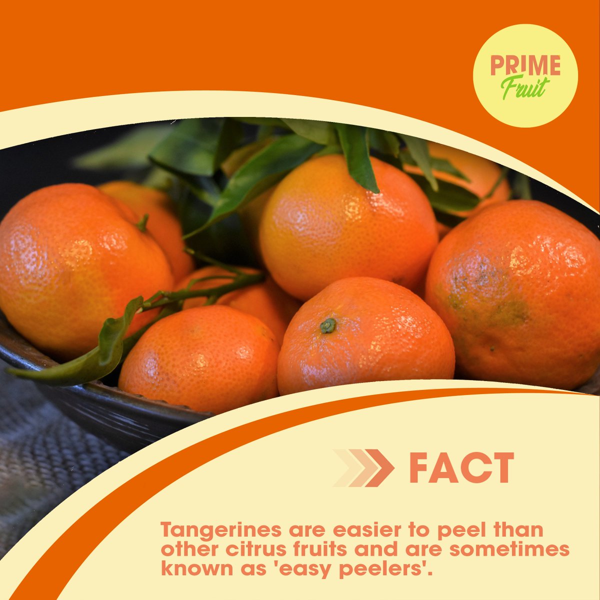 These small orange cousins are so easy to peel, and some varieties are seedless as well. 🍊🍊🍊
.
.
.
.
.

#DubaiFood #DubaiFoodie #MyDubai #Alaweerfruitandvegetablemarket #Talabat
#FruitDeliveryDubai #DubaiFruitDelivery #mydubai🇦🇪 #Fruits #dubai🇦🇪 #dubai❤️ #dubaieats #tangerine
