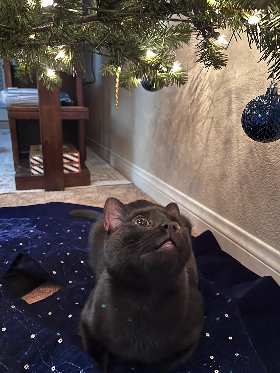 if ur sad look at my cat admiring the christmas tree