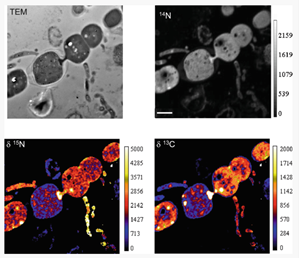 Jeffinerca's tweet photo. Nearly 10yrs ago, Peter Weber @Livermore_Lab  and I wrote a comprehensive 'best practices' on nanoSIP--isotope tracer studies + NanoSIMS single cell imaging. 
Check out this completely revised and updated version: https://t.co/E8kR5tQzJ4
(&amp; yes, i'm happy to share the pdf) https://t.co/uE3tZhCeuP