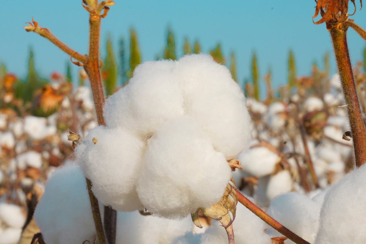 DXinjiang's tweet photo. 🌤️🌼Xinjiang cotton, one of the best cotton in the world.
Look like cotton candy fluff! #Xinjiang #cotton https://t.co/Lr14CvVHs8