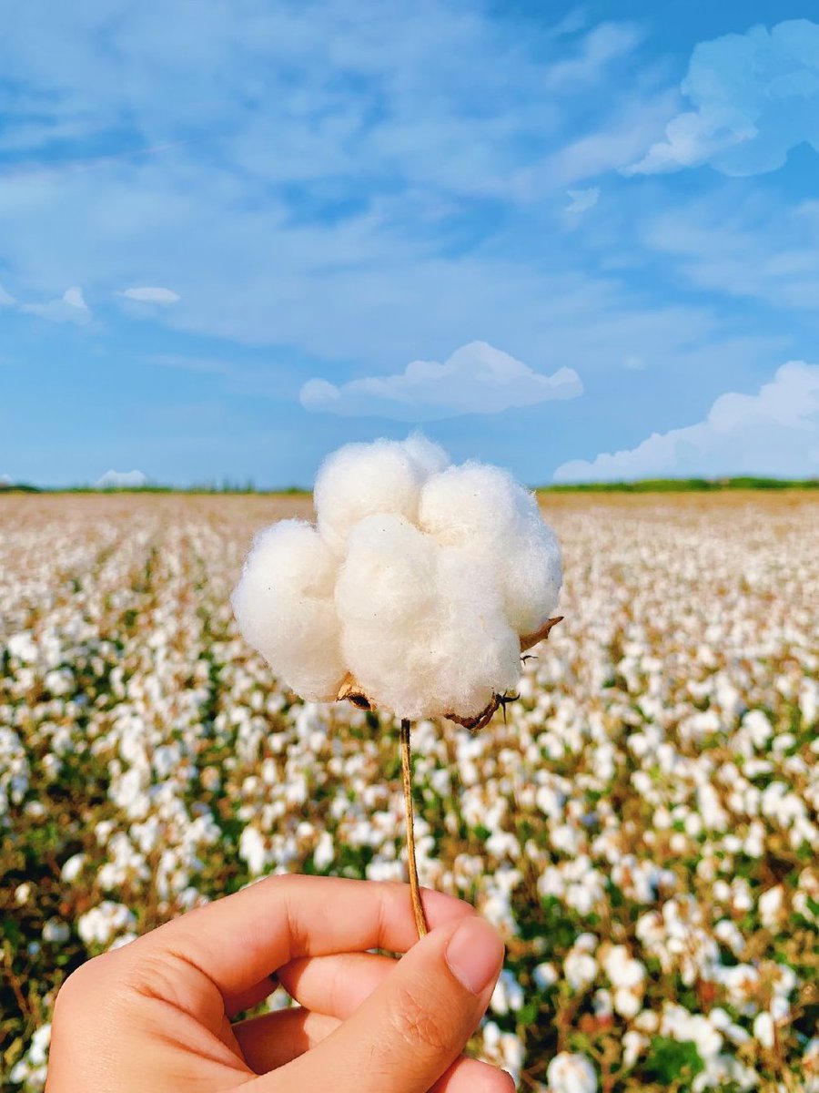 DXinjiang's tweet photo. 🌤️🌼Xinjiang cotton, one of the best cotton in the world.
Look like cotton candy fluff! #Xinjiang #cotton https://t.co/Lr14CvVHs8