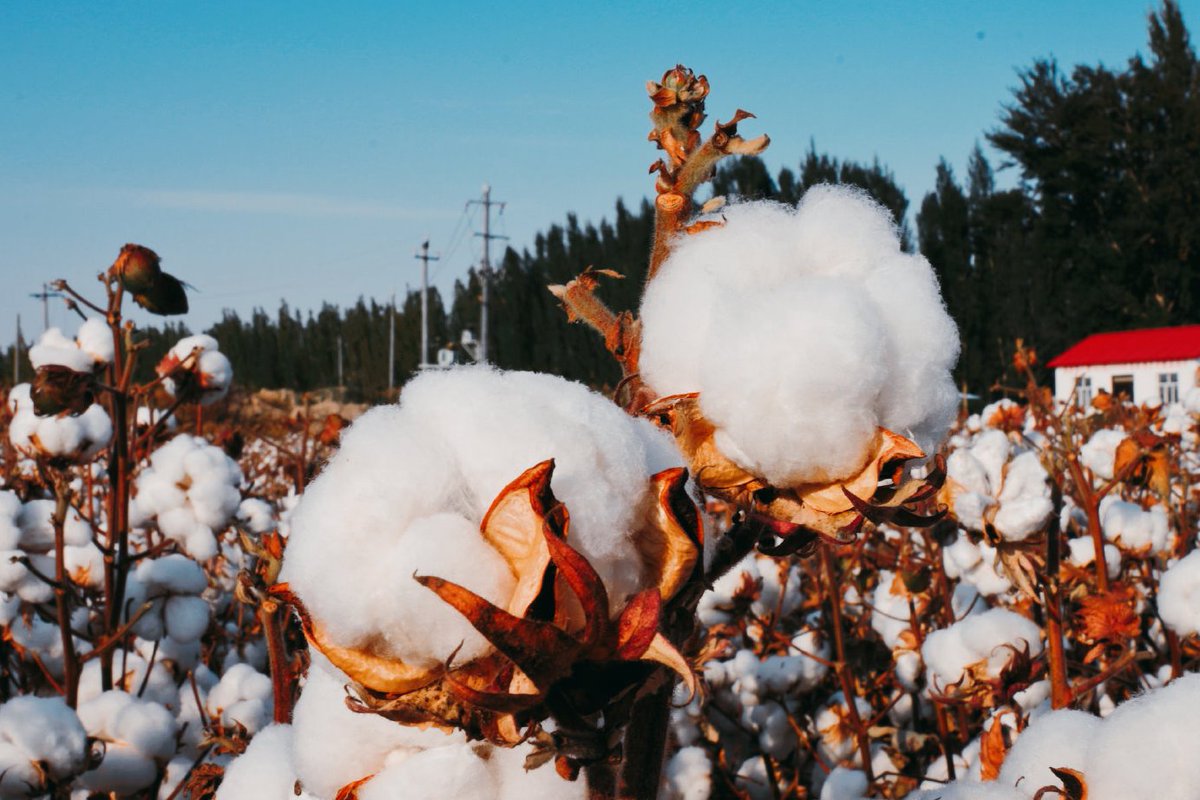 DXinjiang's tweet photo. 🌤️🌼Xinjiang cotton, one of the best cotton in the world.
Look like cotton candy fluff! #Xinjiang #cotton https://t.co/Lr14CvVHs8