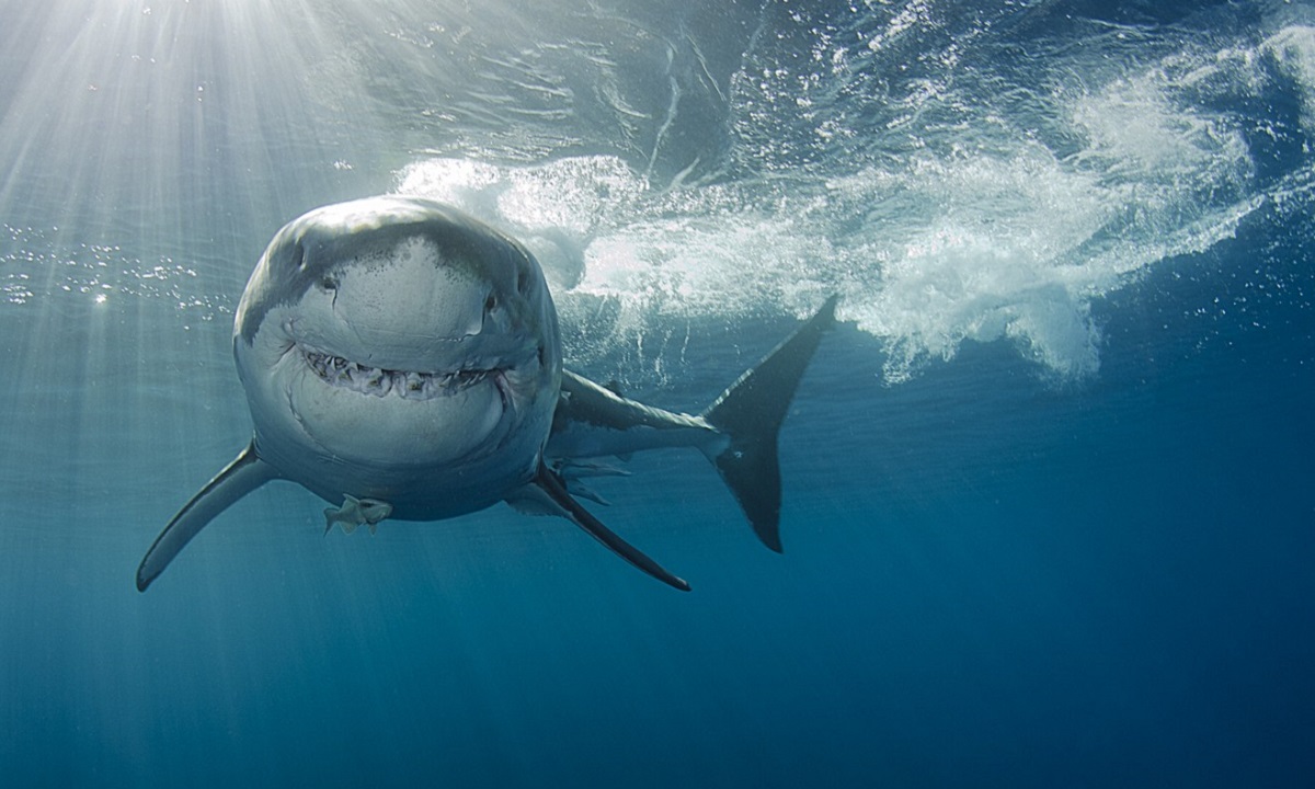Almanimalcom's tweet photo. Es posible que te hayas preguntado qué comen los tiburones. ¿Solo comen focas o también otras criaturas marinas?

A muchos tiburones les gusta comer pescado, crustáceos y moluscos. Sin embargo, a otros ejemplares también les gusta comer caballa, atún,

https://t.co/Q4U6BH600P https://t.co/BL4YiXuGON